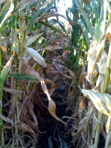 corn3
